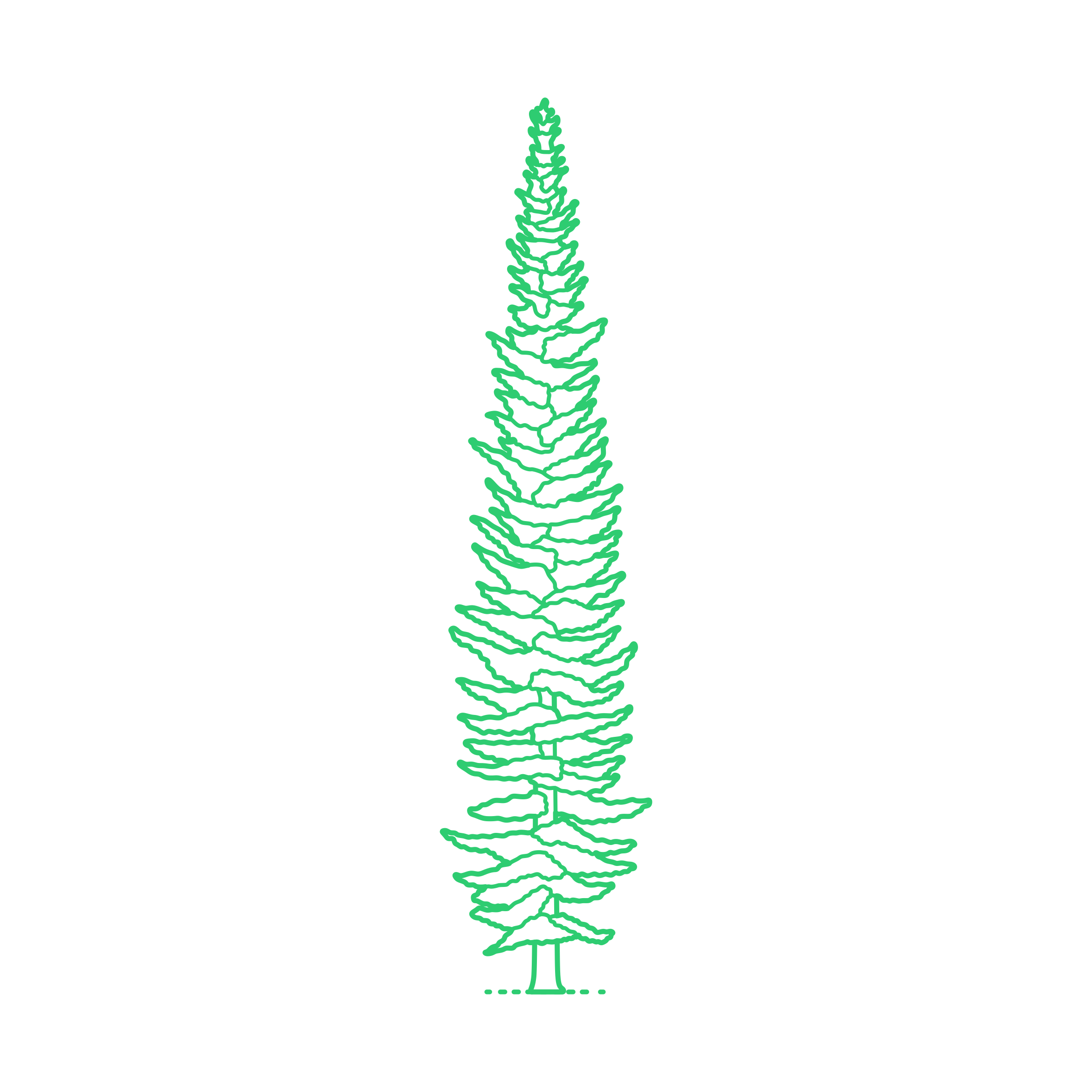 Plants Spruces Engelmann Spruce Laser Cut Svg File Free Vectors